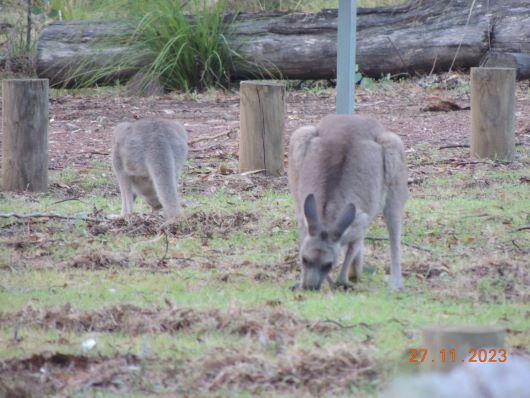 Kangaroos Greenbah Camping